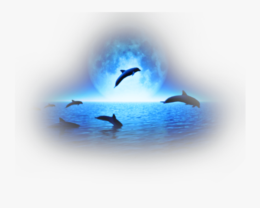 Transparent Sea Animals Png - Dolphins, Transparent Clipart