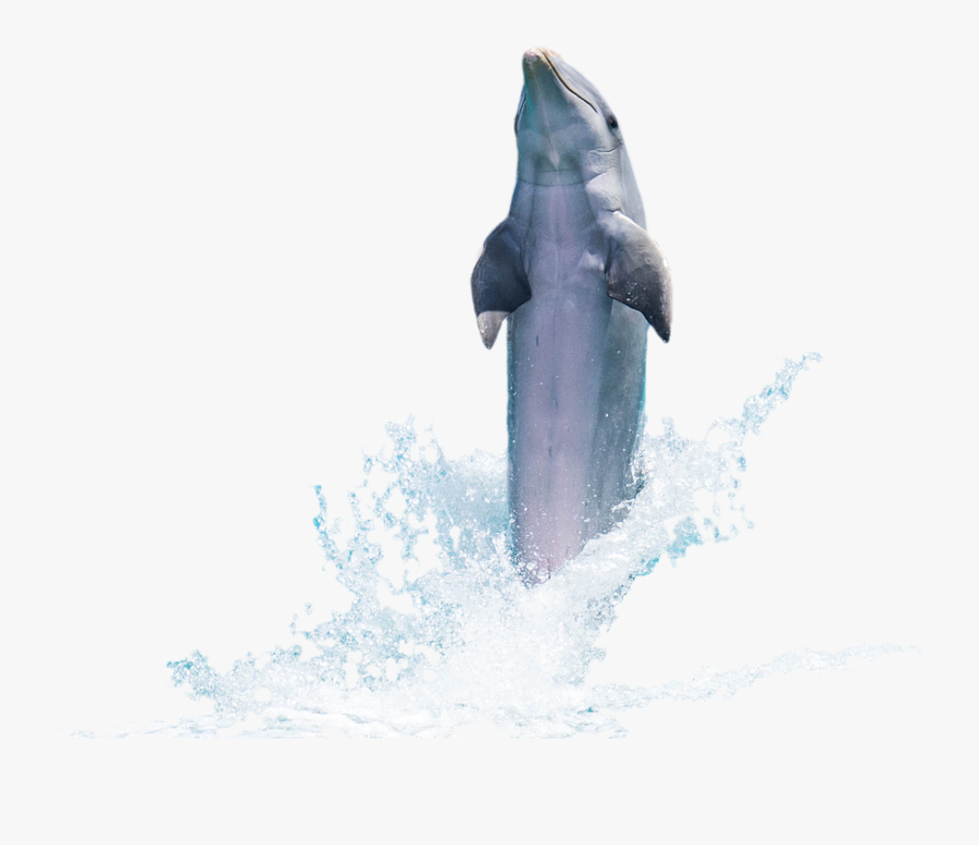 Transparent Dolphin Jumping Out Of Water Clipart - Flipper The Dolphin Png, Transparent Clipart
