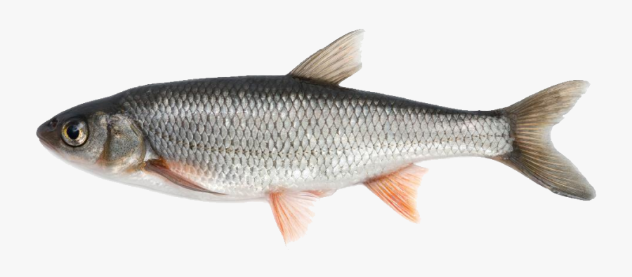 Fish Png Image - Fish Available In India, Transparent Clipart