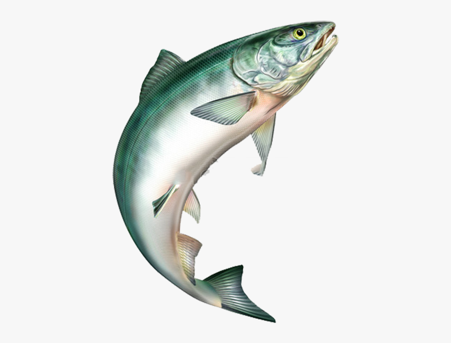 Clip Art Rainbow Trout Jumping - Salmon Jumping, Transparent Clipart