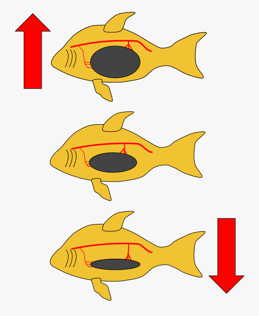 Coral Reef Fish, Transparent Clipart