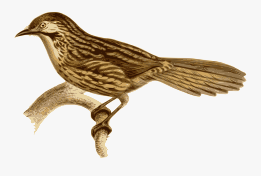 นก สี น้ำตาล ทอง, Transparent Clipart