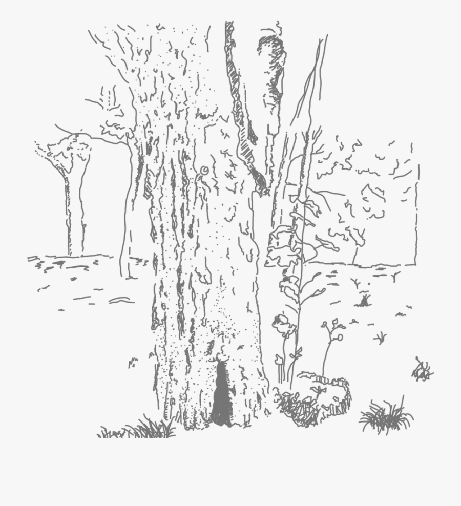 Pond Pine, Transparent Clipart