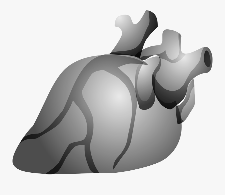 Free Photo Heart Paddles Defibrillator Cardiac - Coração Humano Png Fundo Transparente, Transparent Clipart