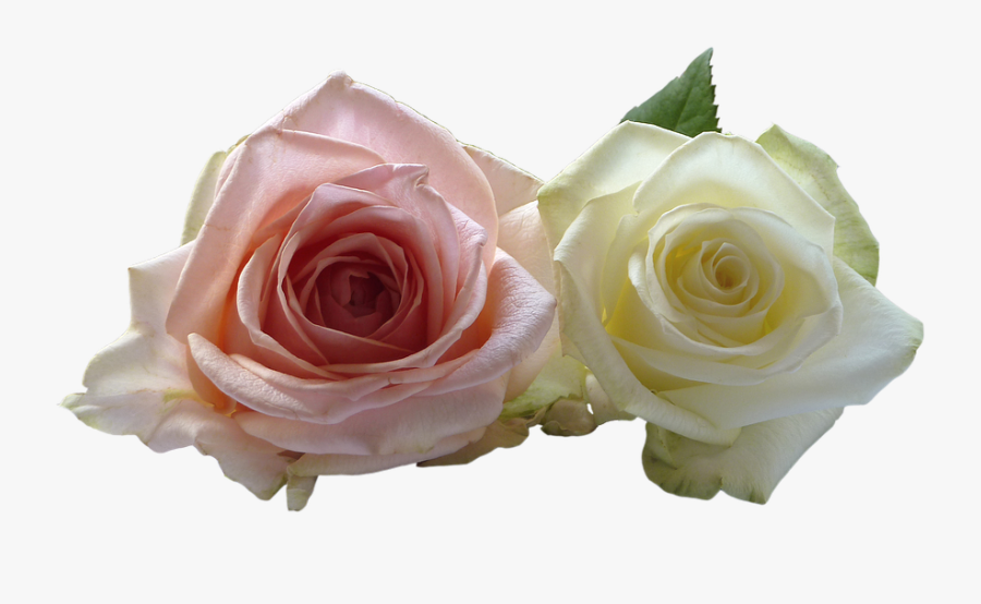 Wedding Rose Flower Png - Flores Rosas Con Blanco, Transparent Clipart