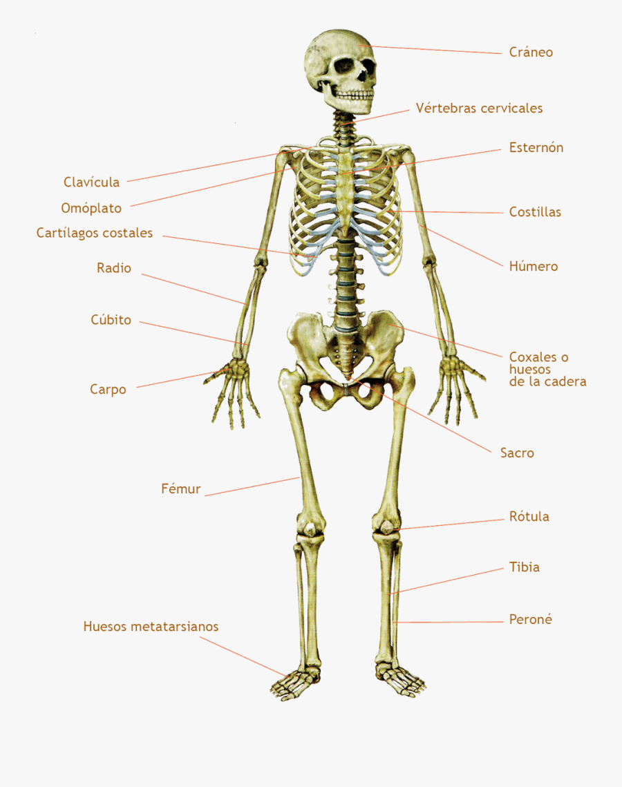 Transparent Hueso Png - Skeleton, Transparent Clipart