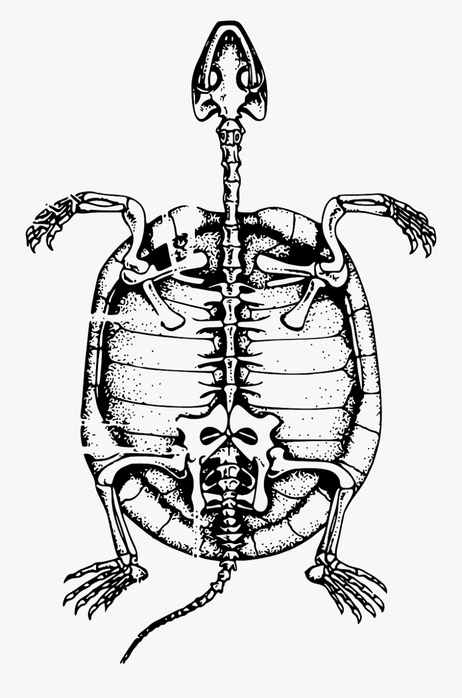 Esqueleto De Tortuga Marina, Transparent Clipart