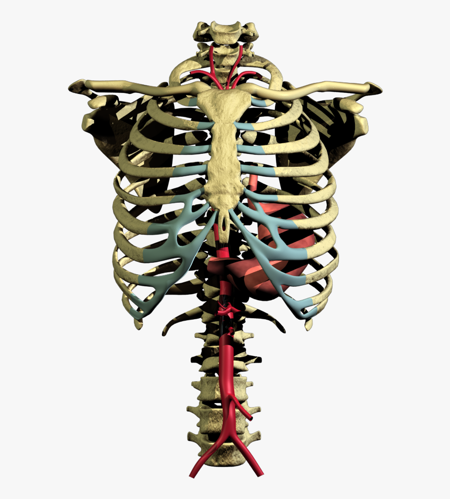 Expand This Image - Rib, Transparent Clipart