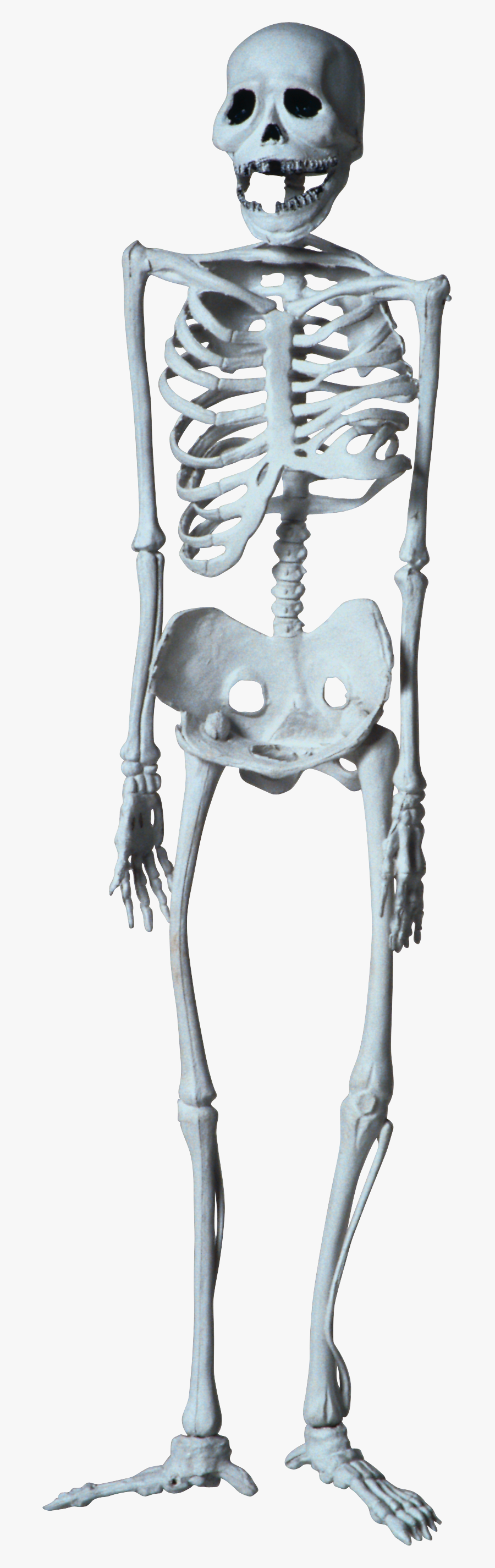 Skeleton, Transparent Clipart