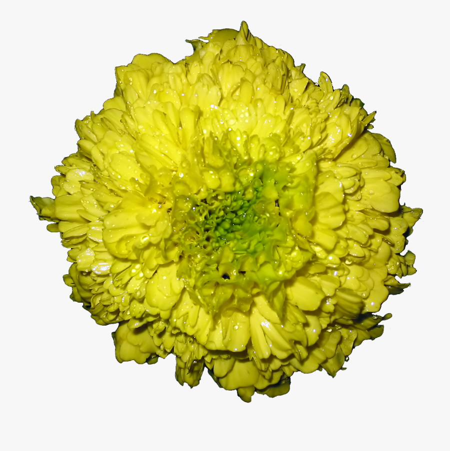 Marigold Flower Png-, Transparent Clipart