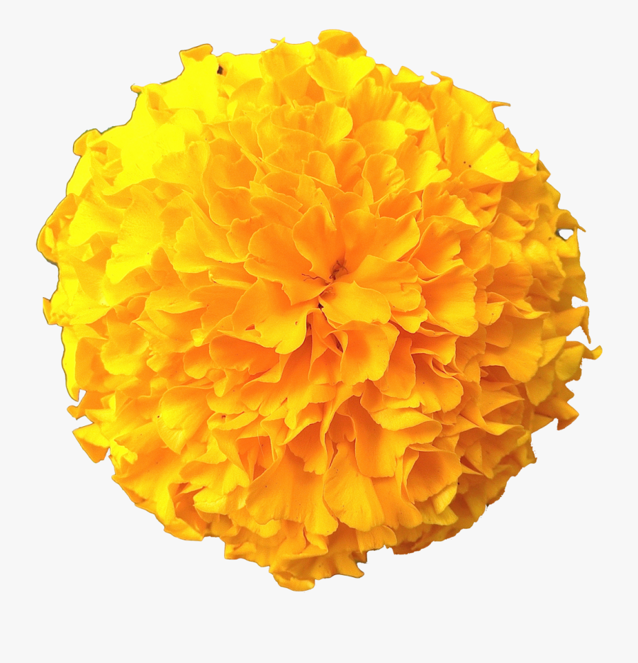 Marigold Flowers Png Pic - Transparent Marigold Flower Png, Transparent Clipart
