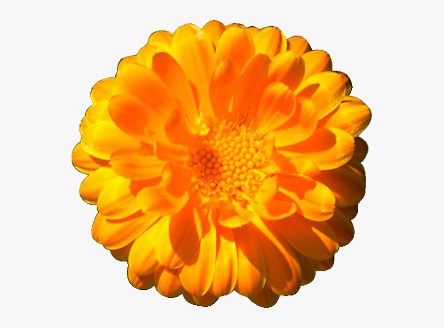 The Marigolds Clip Art Marigold Png , Free Transparent Clipart