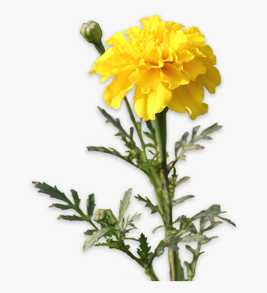 Transparent Marigolds Clipart - Tagetes Patula, Transparent Clipart