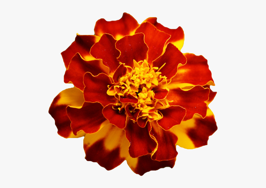 Transparent Marigolds, Transparent Clipart