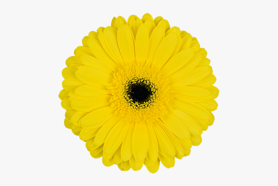 Barberton Daisy, Transparent Clipart