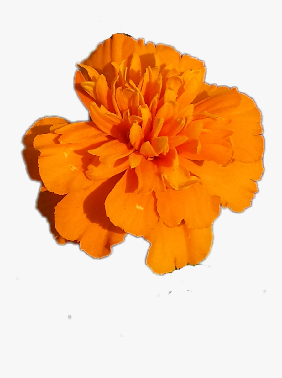#flower Marigold #flower #orange - Tagetes Patula, Transparent Clipart