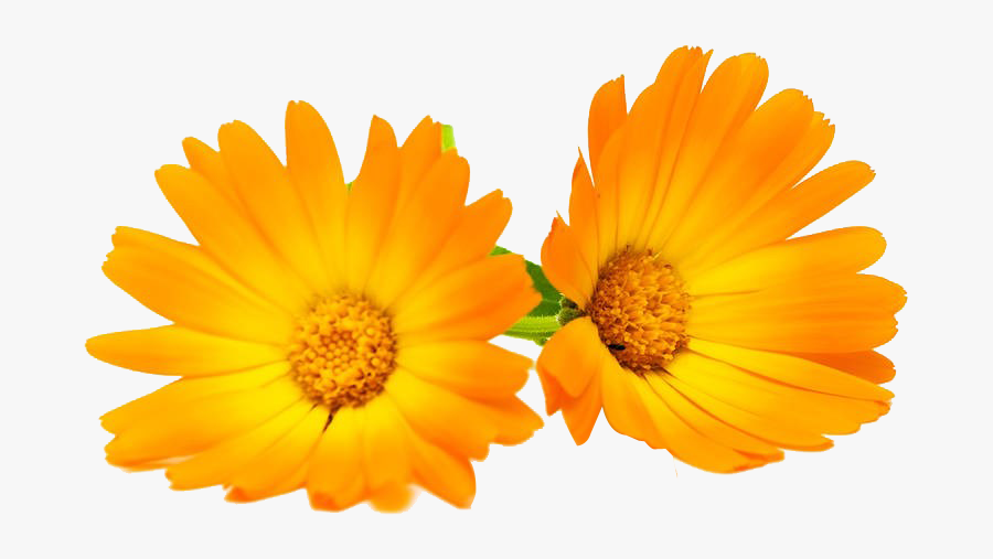 Clip Art Calendula Officinalis Flower Chrysanthemum - Calendula Png, Transparent Clipart