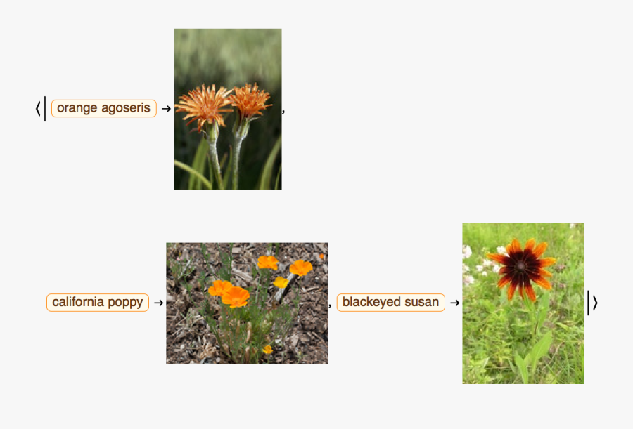 Field Marigold - African Daisy, Transparent Clipart