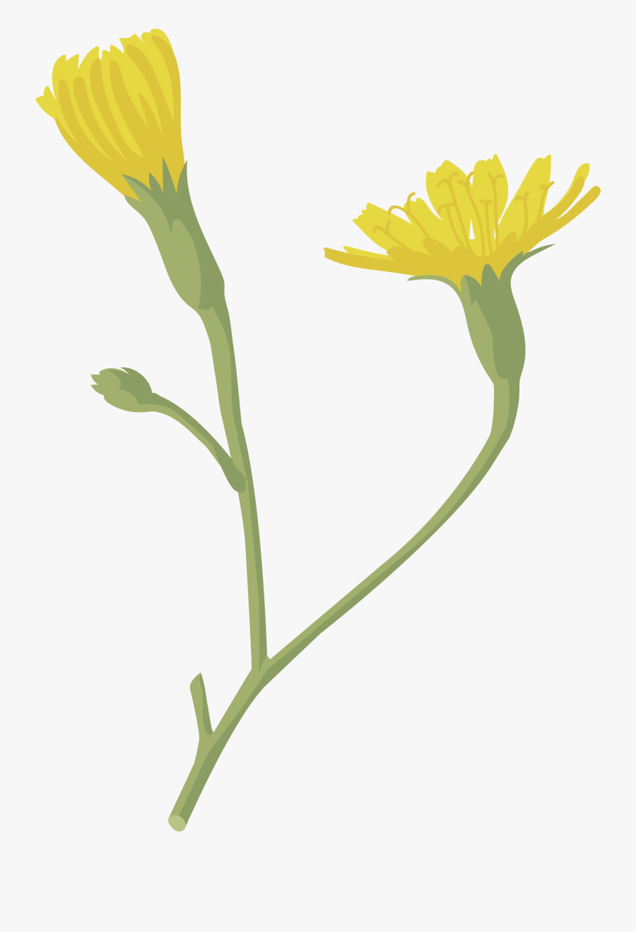 Transparent Flor Png, Transparent Clipart