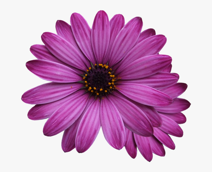 Clip Art Free Photo Flowers Marigolds - Purple Flower Transparent Background, Transparent Clipart