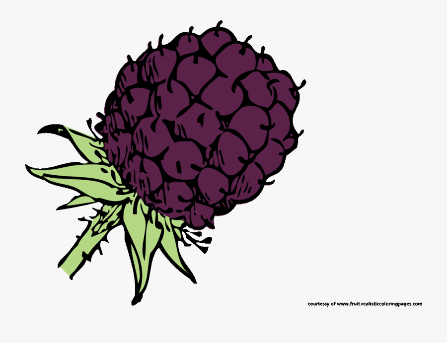 Blackberry Fruit Illustration Pictures - Blackberry, Transparent Clipart