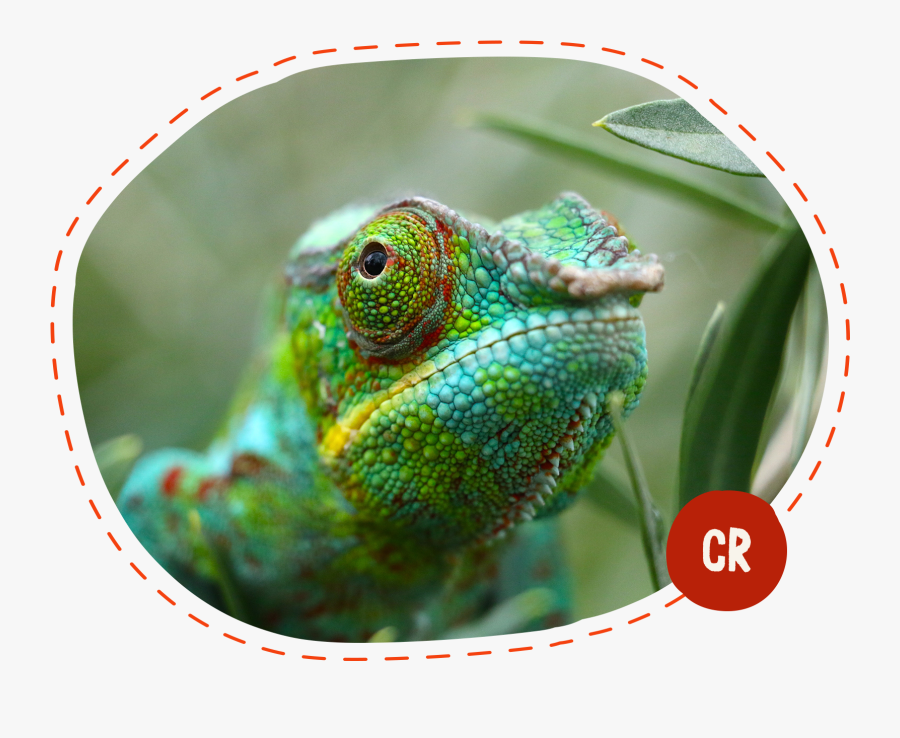 Amazing Facts About Chameleon, Transparent Clipart