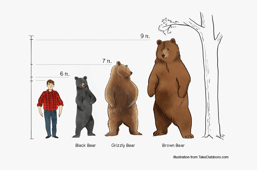 Comparison Of Commonly Found Bears And Their Sizes - Kodiak Bear Grizzly Bear Size Comparison, Transparent Clipart