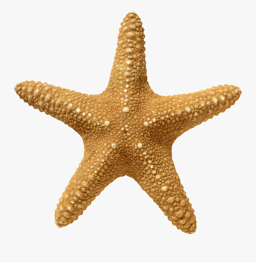 Starfish Png Png Download - Transparent Starfish Png, Transparent Clipart