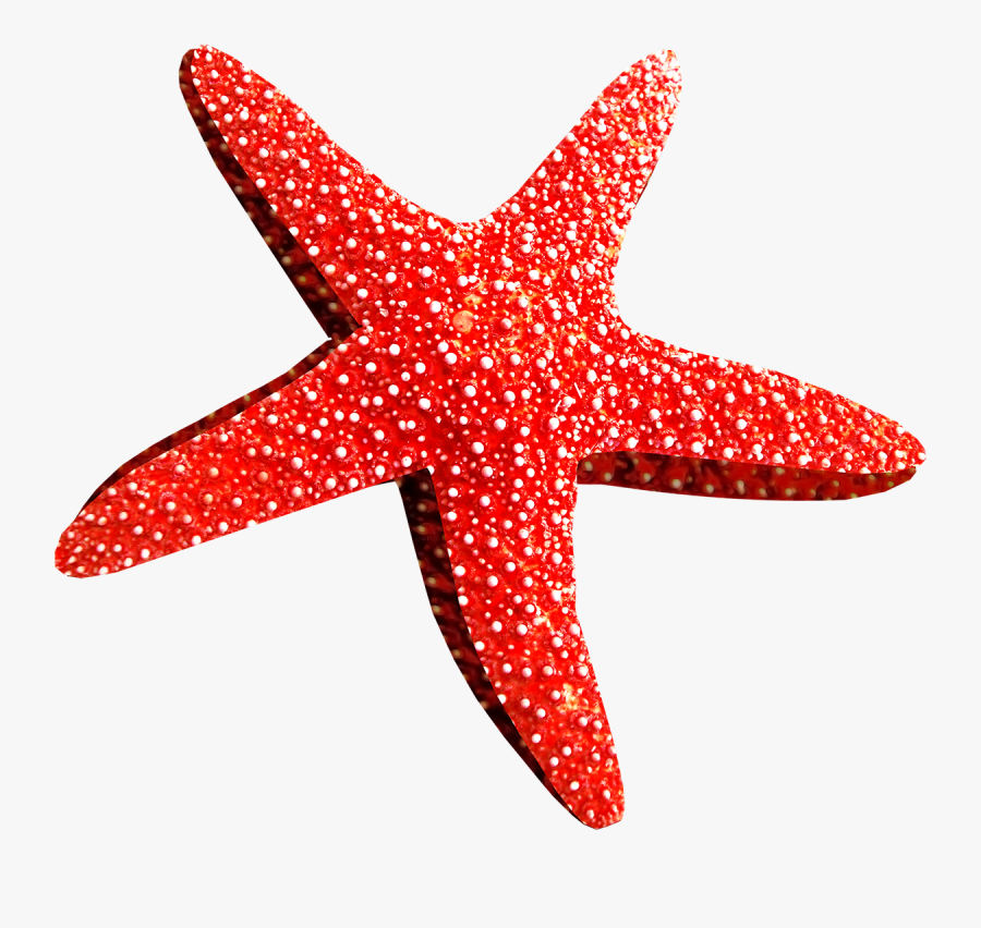 Images Free Download - Starfish Png, Transparent Clipart