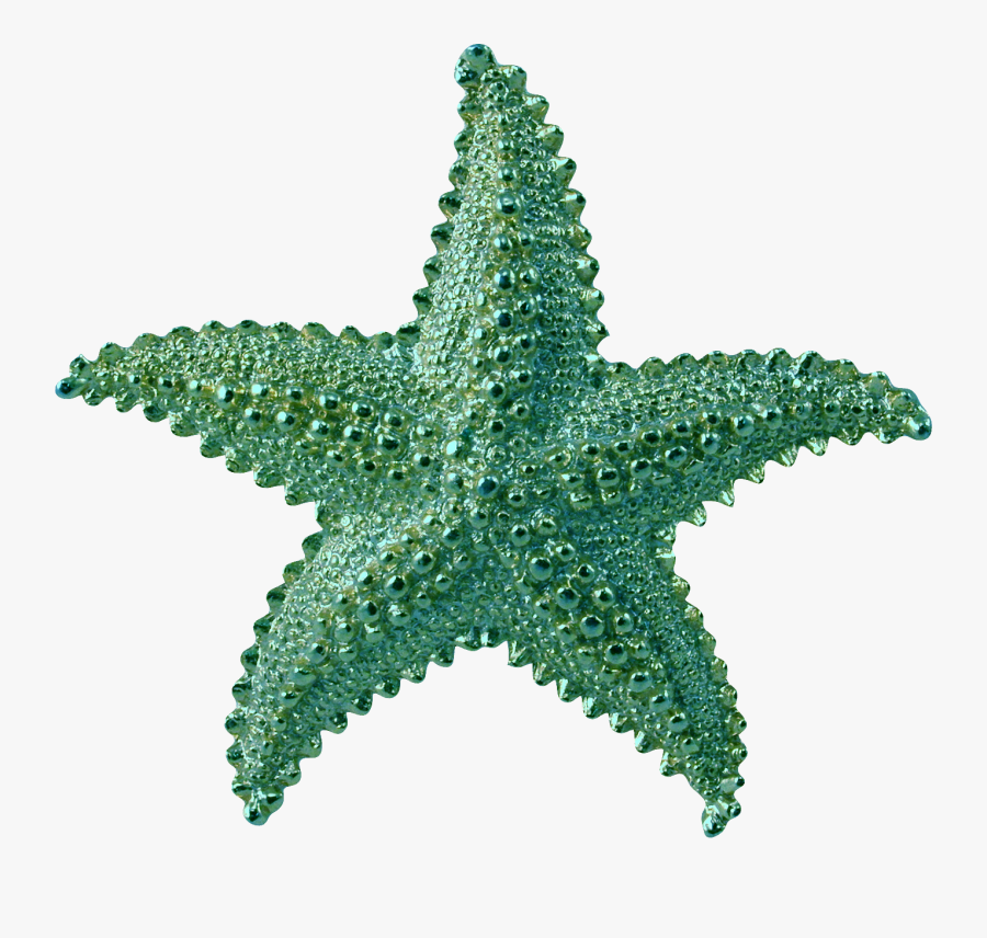 Transparent Starfish Clipart Png - Starfish Png Transparent Background, Transparent Clipart
