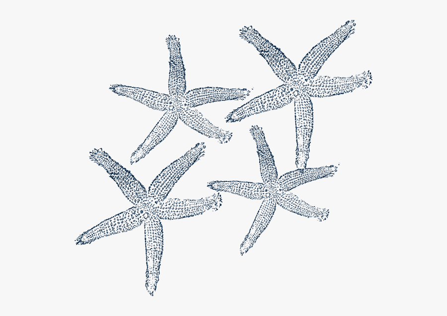 Starfish Prints 4 Svg Clip Arts - Fish Clip Art, Transparent Clipart
