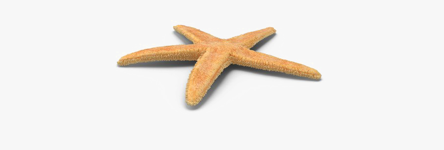 Free Starfish Images Transparent Background, Transparent Clipart