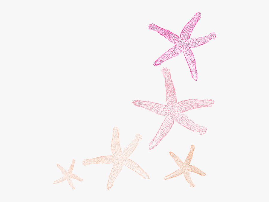 Transparent Background Seashells Clipart, Transparent Clipart