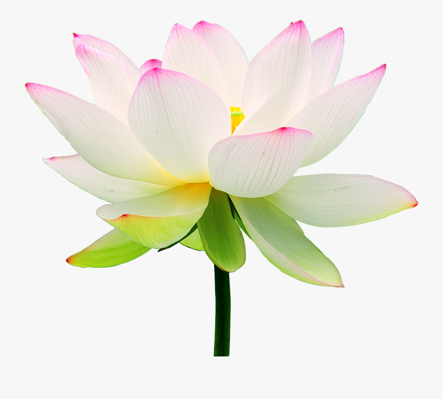 Clip Art Lotus Flower Wallpaper - Lotus Flower, Transparent Clipart