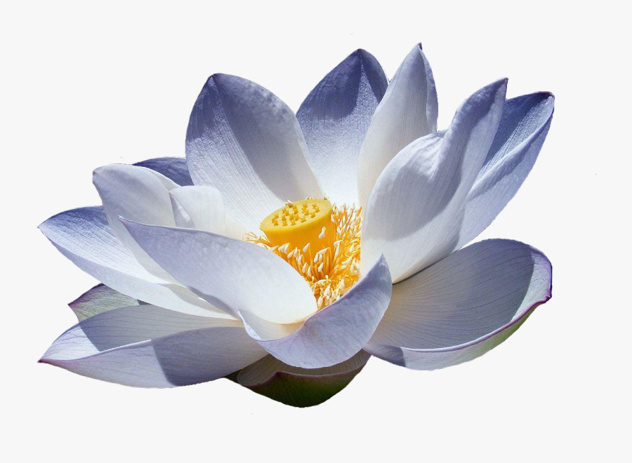 Flor De Lotus Png - Blue Lotus Flower Png, Transparent Clipart