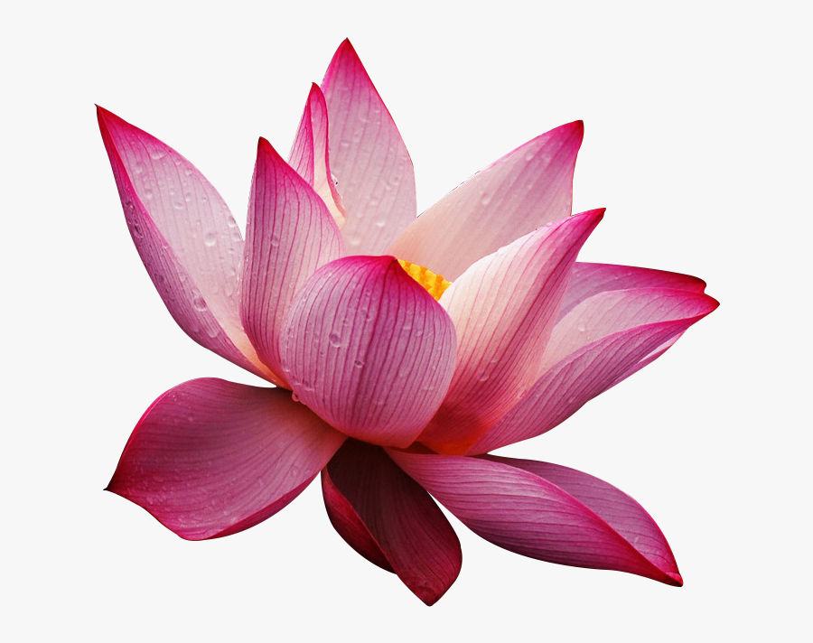 Clip Art Nelumbo Nucifera Pink Transprent - Sacred Lotus, Transparent Clipart