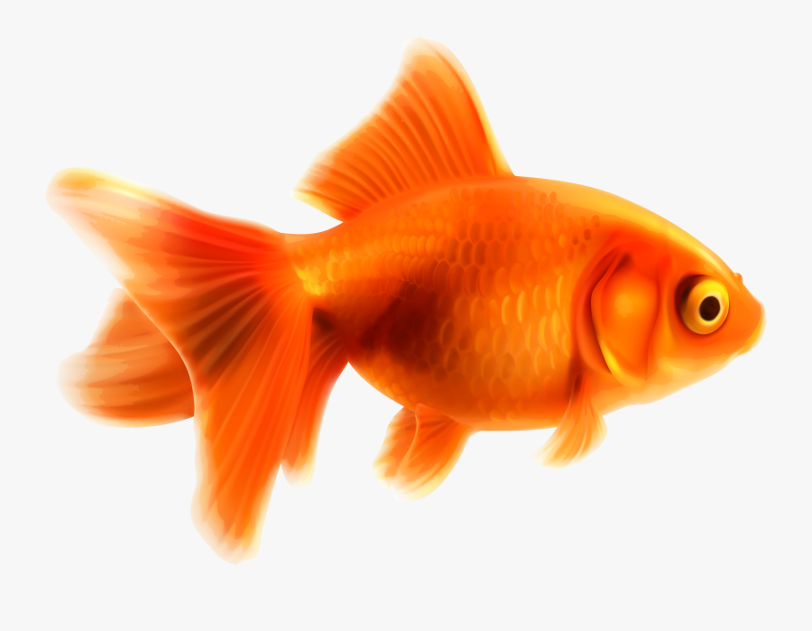 Png Pinterest Goldfish - Pez De Colores Vector Pez, Transparent Clipart