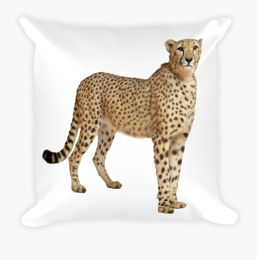 Transparent Cheetah Print Png - Cheetah With White Background, Transparent Clipart