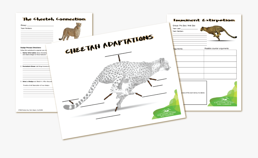 The Living Desert Cheetah Fun K-12 Activity Guides - Cheetah, Transparent Clipart