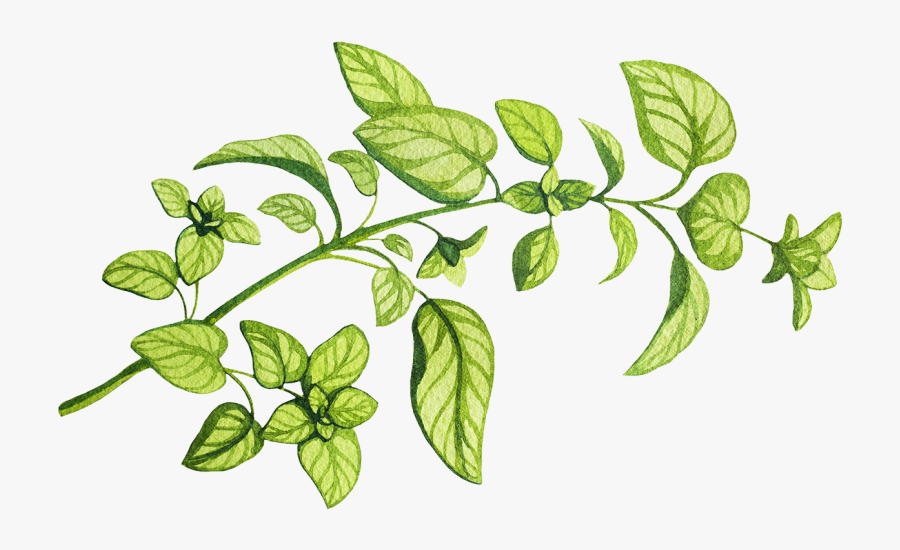 Transparent Basil Leaf Cartoon, Transparent Clipart