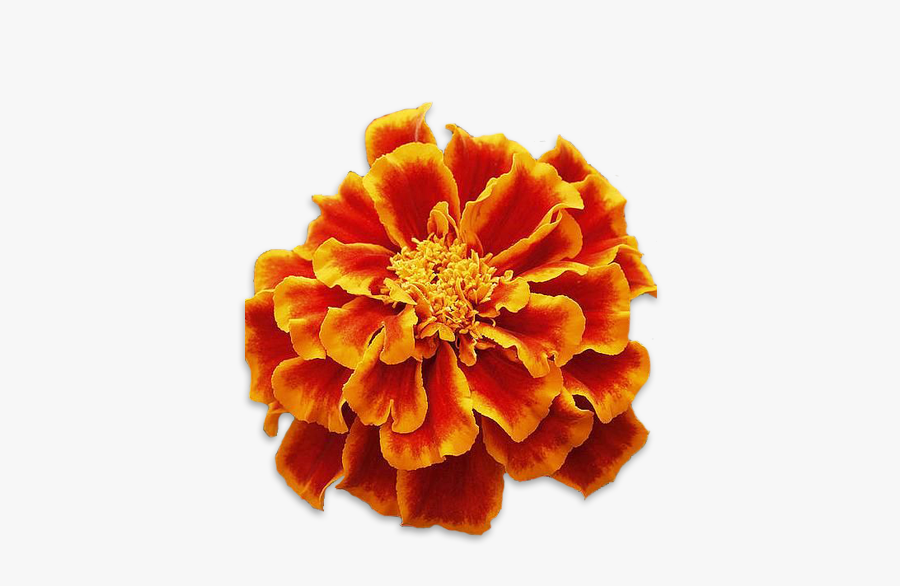 Marigolds - Marigold Transparent, Transparent Clipart