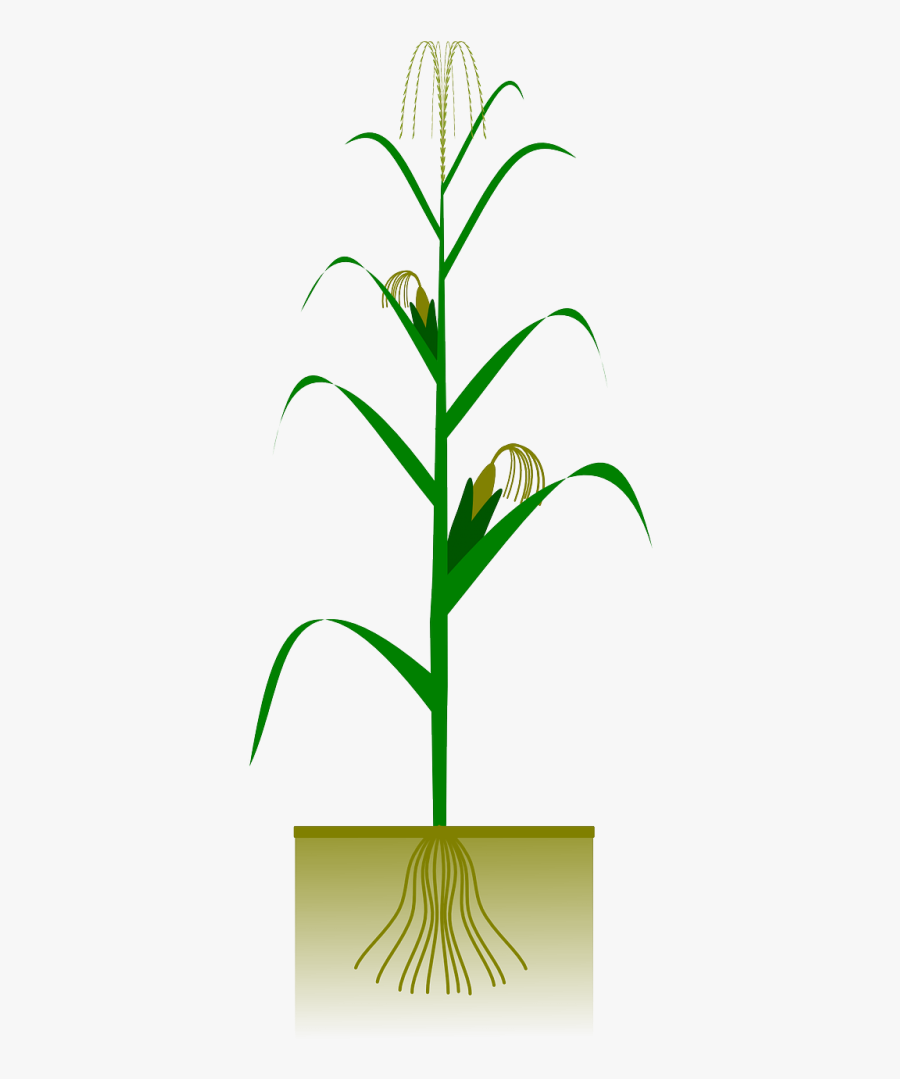 Maize Corn Agriculture - Maize Plant Drawing, Transparent Clipart