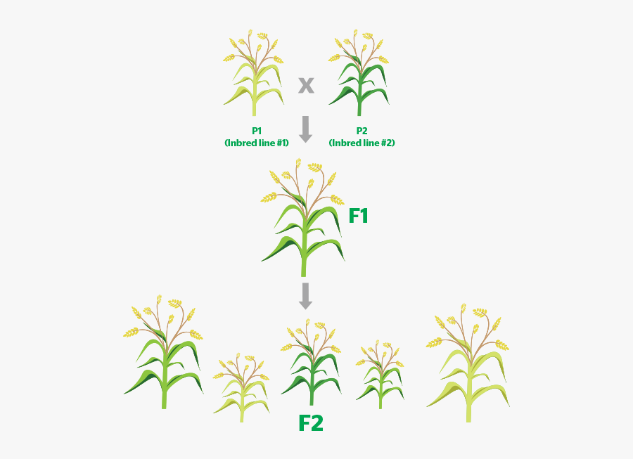 Đột Biến Lệch Bội Ở Cà Độc Dược, Transparent Clipart