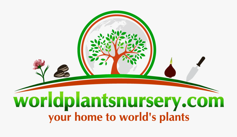 Worldplantsnursery - Four O'clocks, Transparent Clipart