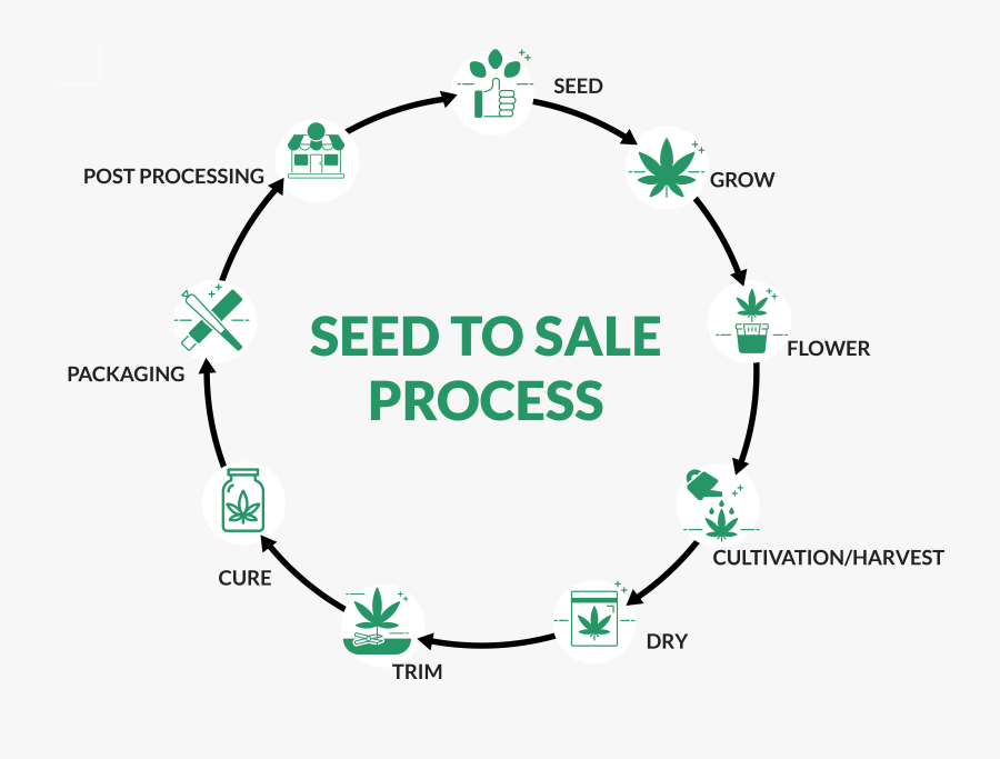 Seed To Sale Process, Transparent Clipart