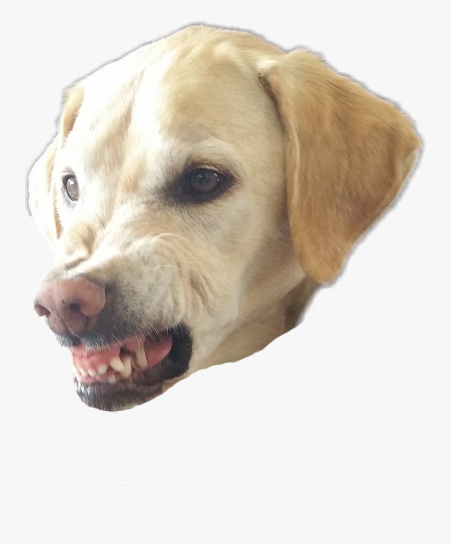 Dogs Clipart Abuse - Angry Dog Head Png, Transparent Clipart