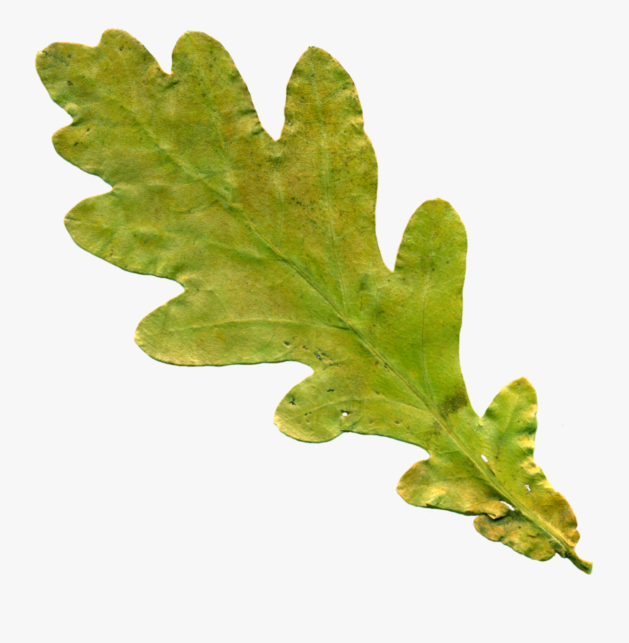 Oak Leaf No Background, Transparent Clipart