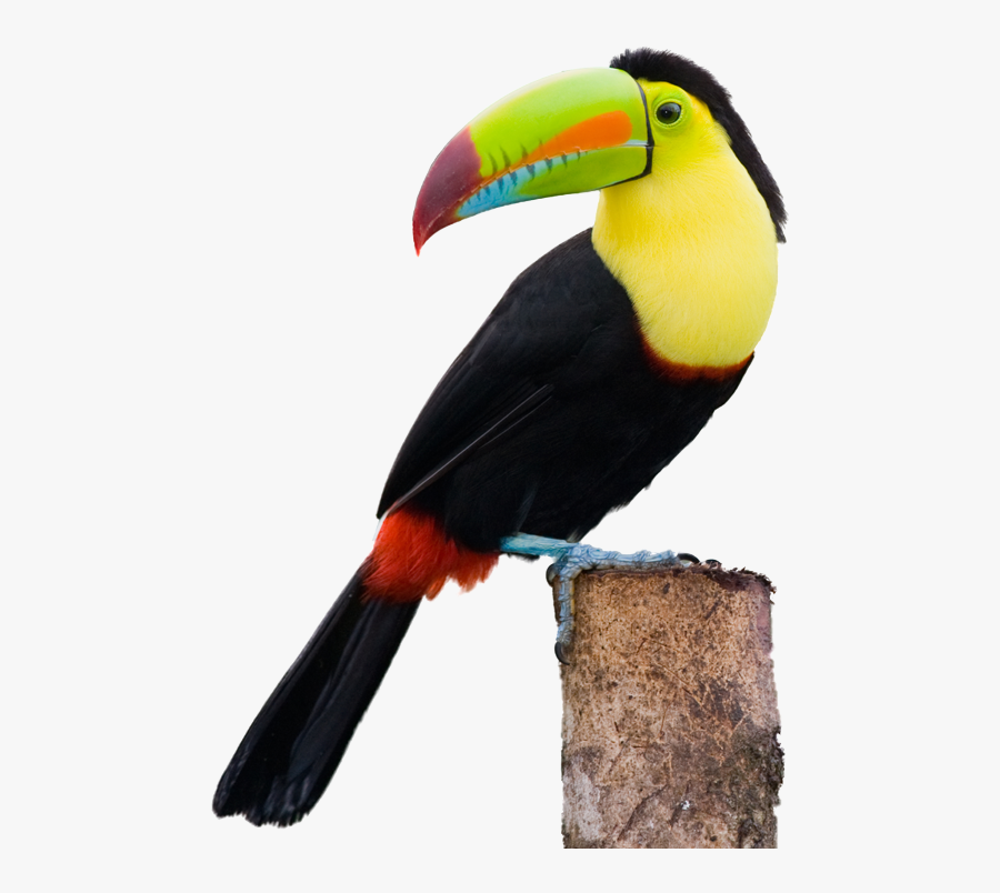 Clip Art Picture Of A Toucan Bird - Transparent Background Toucan Png, Transparent Clipart