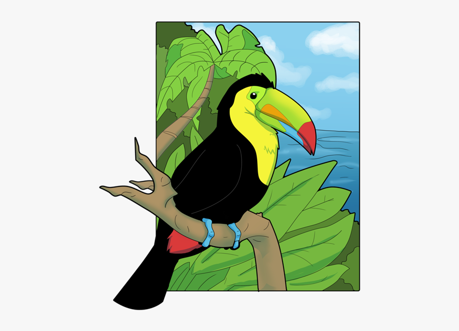 Keel Billed Toucan Drawing, Transparent Clipart