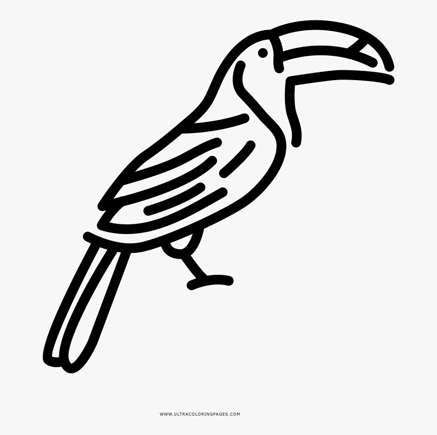 Toucan Coloring Page - Illustration, Transparent Clipart